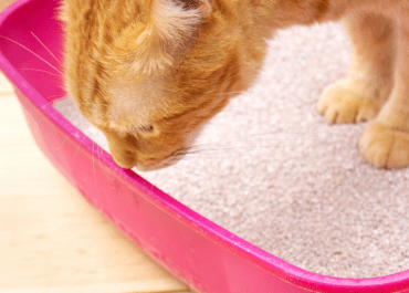 Best Places To Put a Litter Box in a Small Apartment