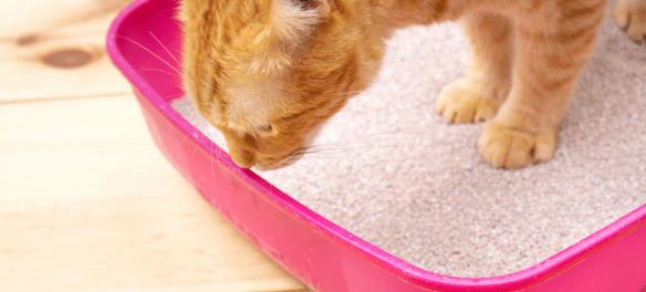 Best Places To Put a Litter Box in a Small Apartment