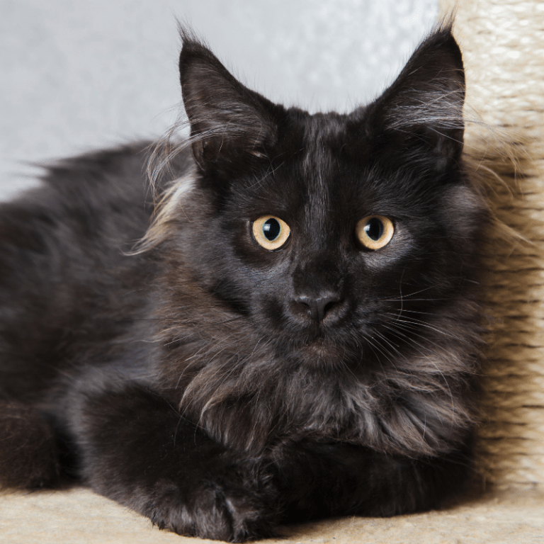 Black Maine Coon Cat Everything About Cat Breed (Buyer Friendly)