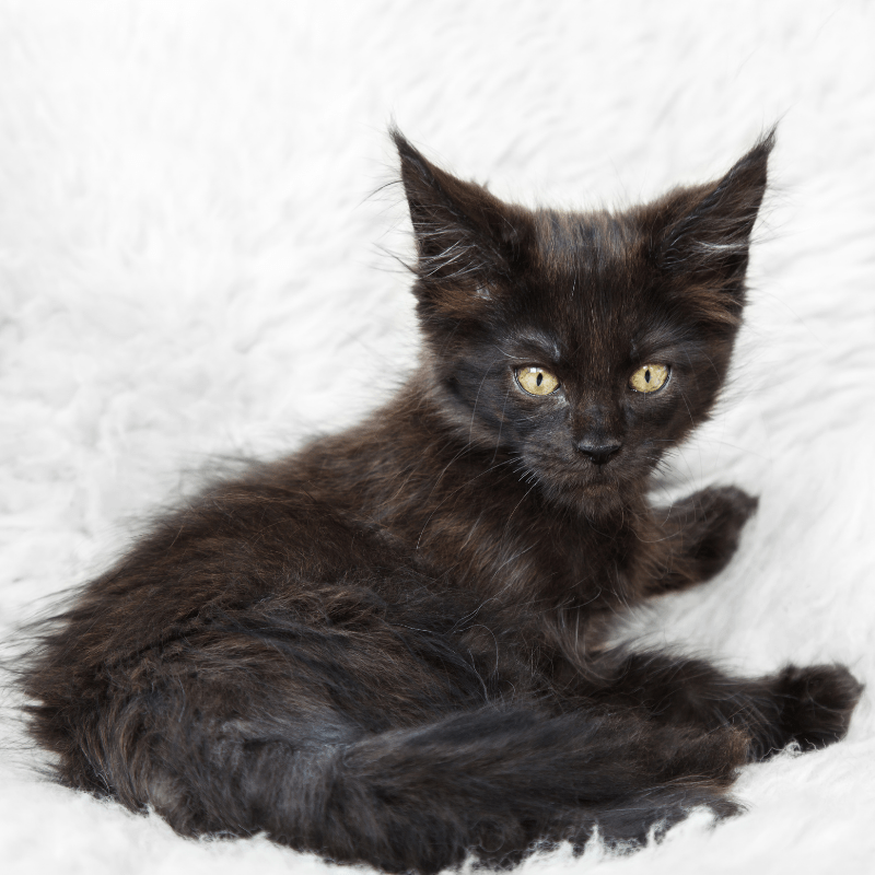 Black Maine Coon kitten