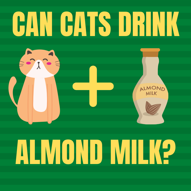 Can Cat Drink Almond Milk 
