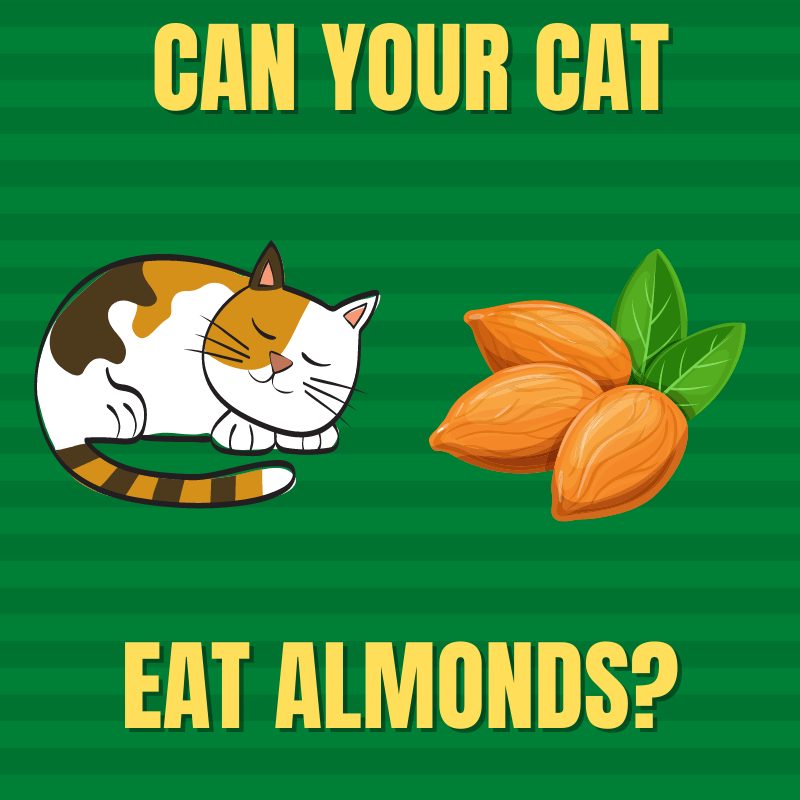 Can Cats Eat Almonds 