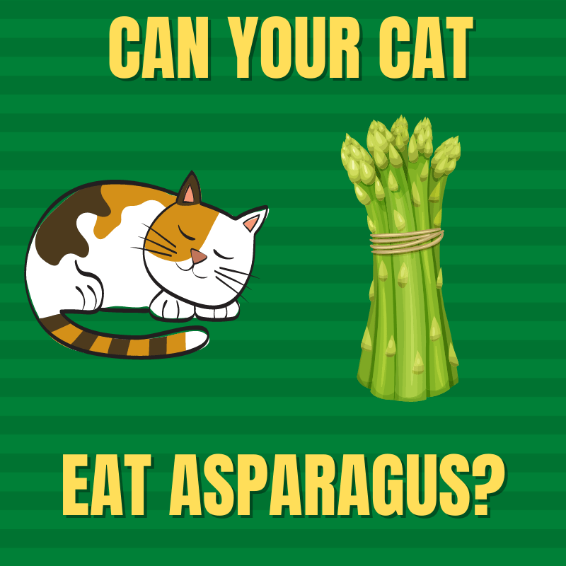 Can Cats Eat Asparagus