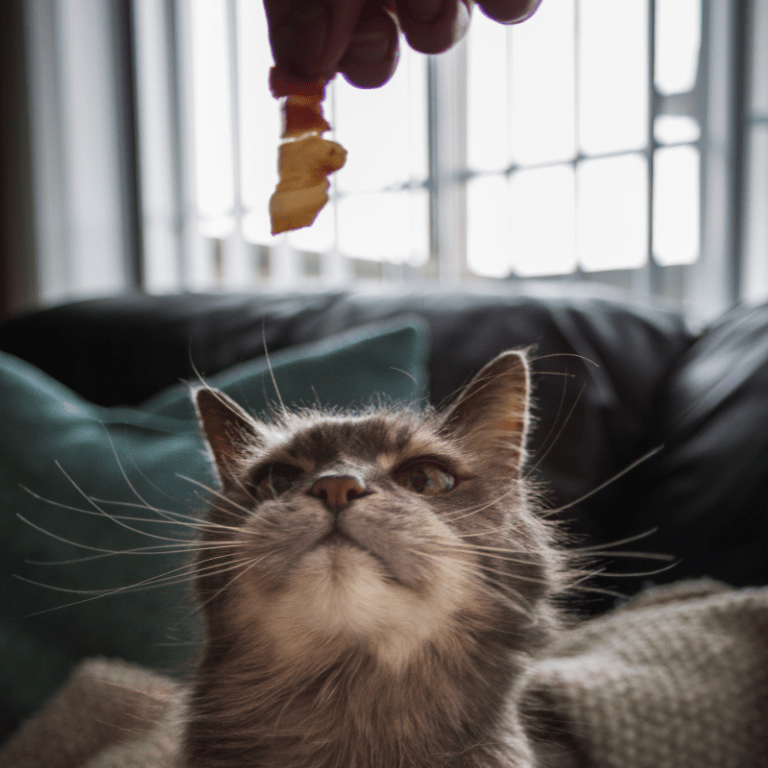 Can Cats Eat Bacon? Is It Safe For Your Kitty? We Got an Answer