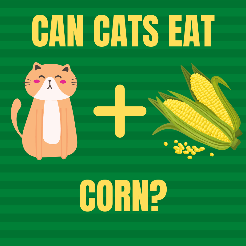 Can Cats Eat Corn