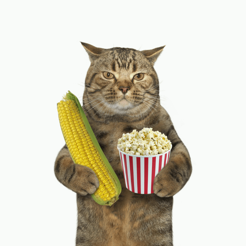 Can Cats Eat Corn We Know An Answer 