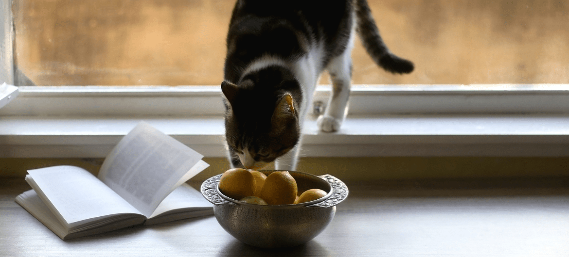 Can Cats Eat Lemon