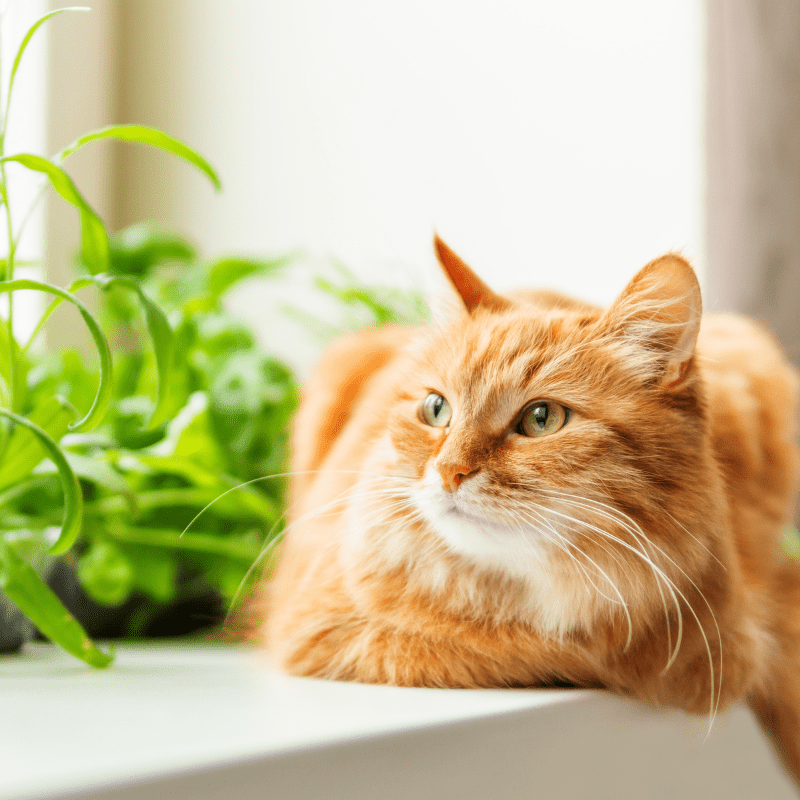 Can Cats Eat Lemon
