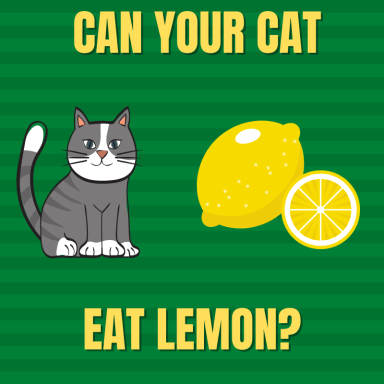 Can Cats Eat Lemon? Why Your Cat Shouldn't Eat Lemons!