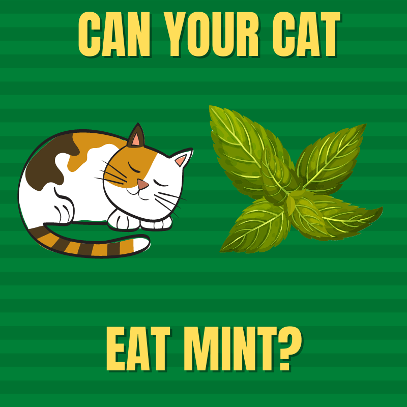 Can Cats Eat Mint