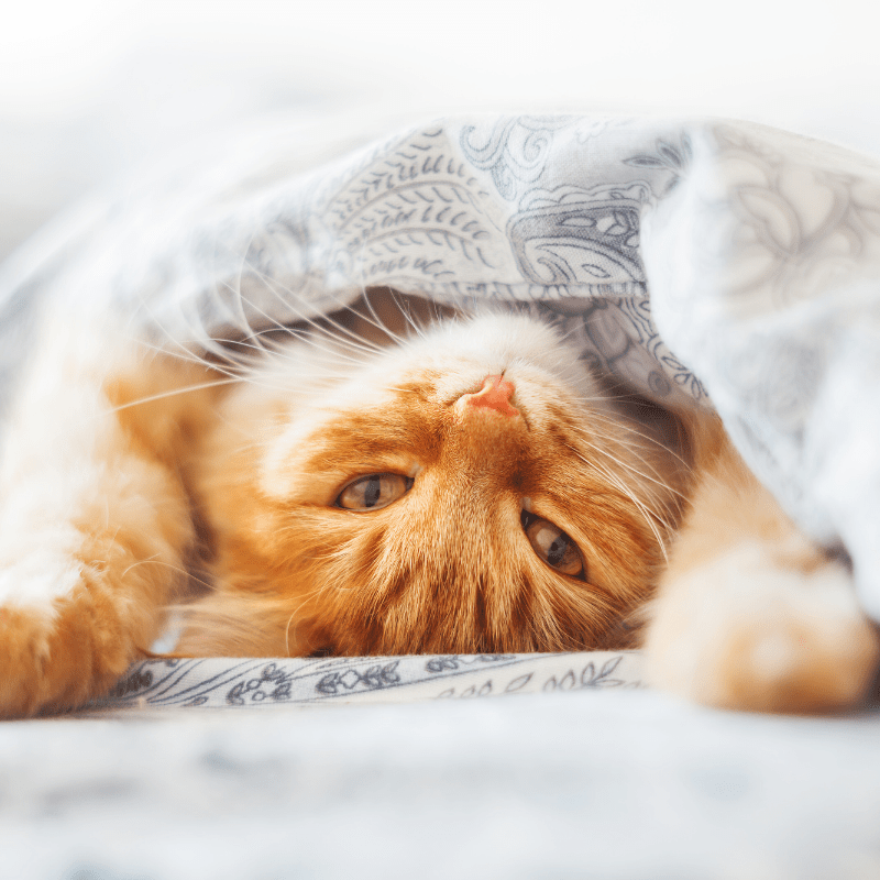 Can Cats Eat Mint