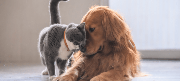 Can Cats Hear a Dog Whistle