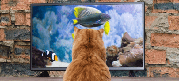 Can Cats See TV