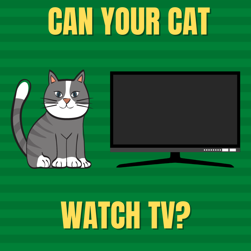 Can Cats See TV