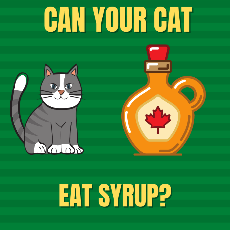 Can cats eat syrup