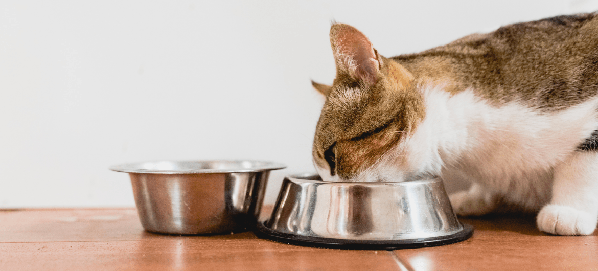Cat Water Bowls That Won't Tip Over