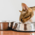 Cat Water Bowls That Won't Tip Over
