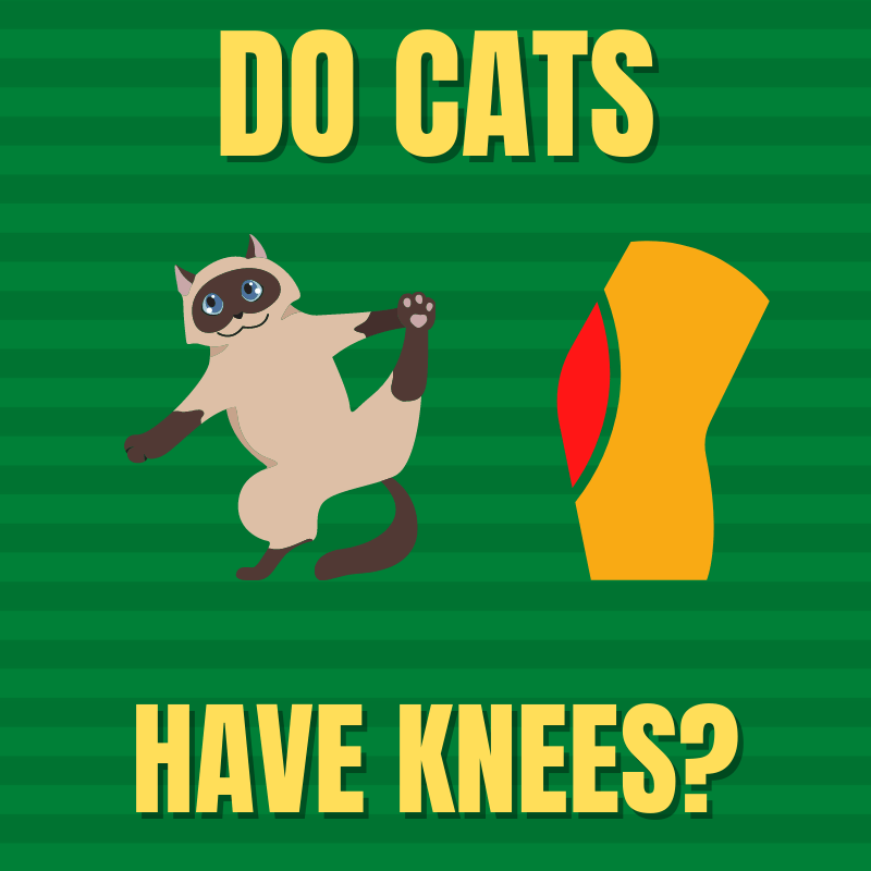 Do Cats Have Knees