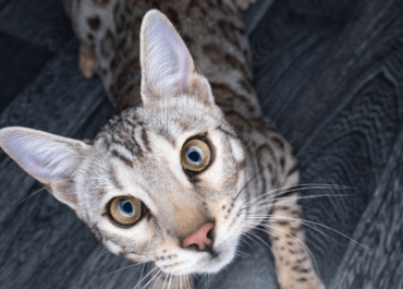 Everything You Should Know About Silver Bengal Cat