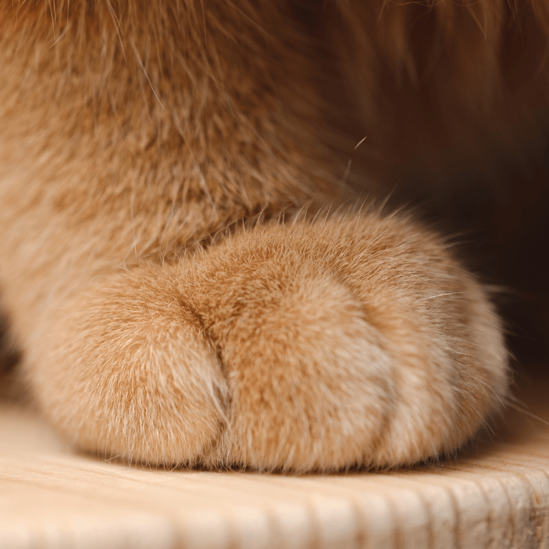 How Much Does It Cost To Declaw a Cat 1