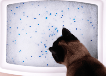 How To Clean a Litter Box in an Apartment