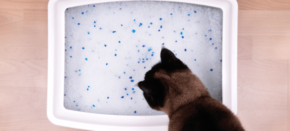 How To Clean a Litter Box in an Apartment