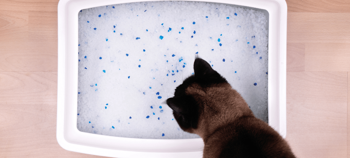 How To Clean a Litter Box in an Apartment (Step by Step Guide)