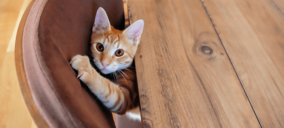 How To Keep Cats From Scratching Furniture Using Vinegar