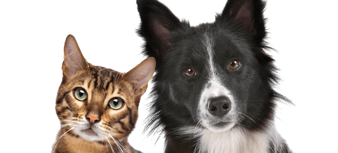 How to Tell If a Dog Is Aggressive Towards Cats
