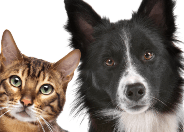 How to Tell If a Dog Is Aggressive Towards Cats