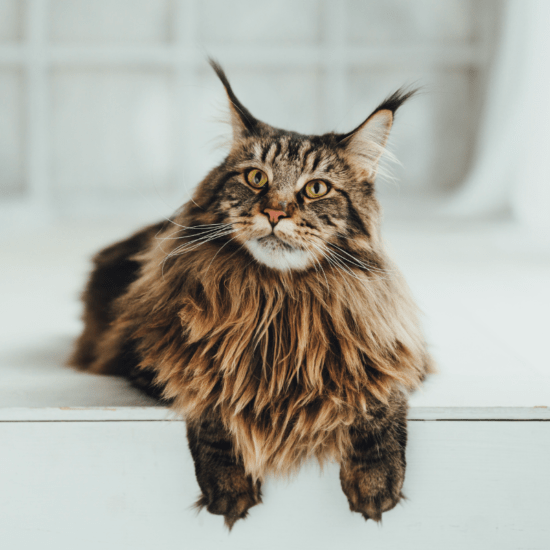 Siberian Cat vs Maine Coon - Differences and Similarities Between Cats