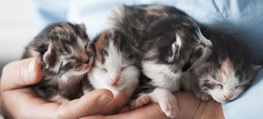 Why Do Cats Meow Back At You? And What Does It Mean