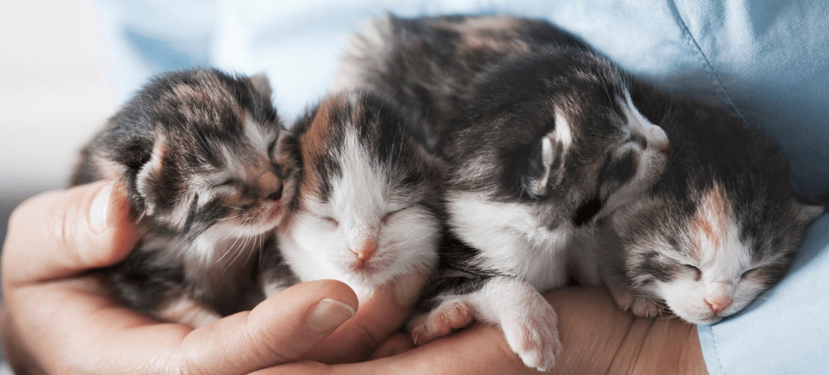 cannibalism-in-cats-why-do-cats-eat-their-babies