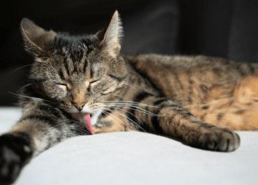 Why Do Cats Groom Each