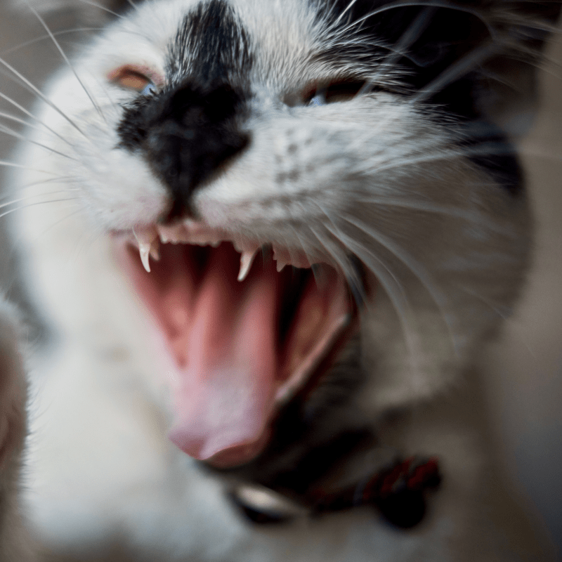 Why Does My Cat Attack Me And No One Else? How To Deal With It