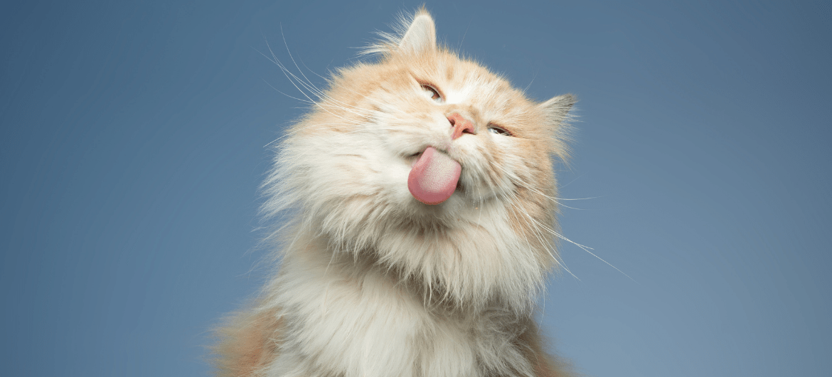 Why does my cat lick my nose?
