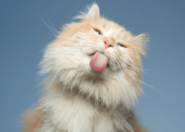 Why does my cat lick my nose?