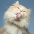 Why does my cat lick my nose?