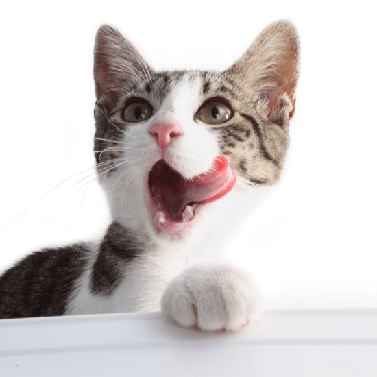 Why does my cat lick my nose? We got the answer!