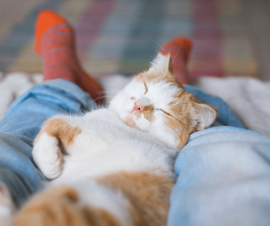 Why does my cat sleep with me and not my husband