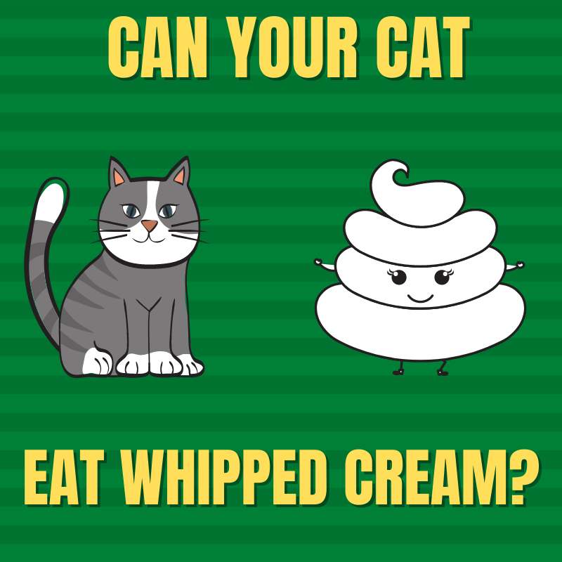 Can Cats Eat Whipped Cream