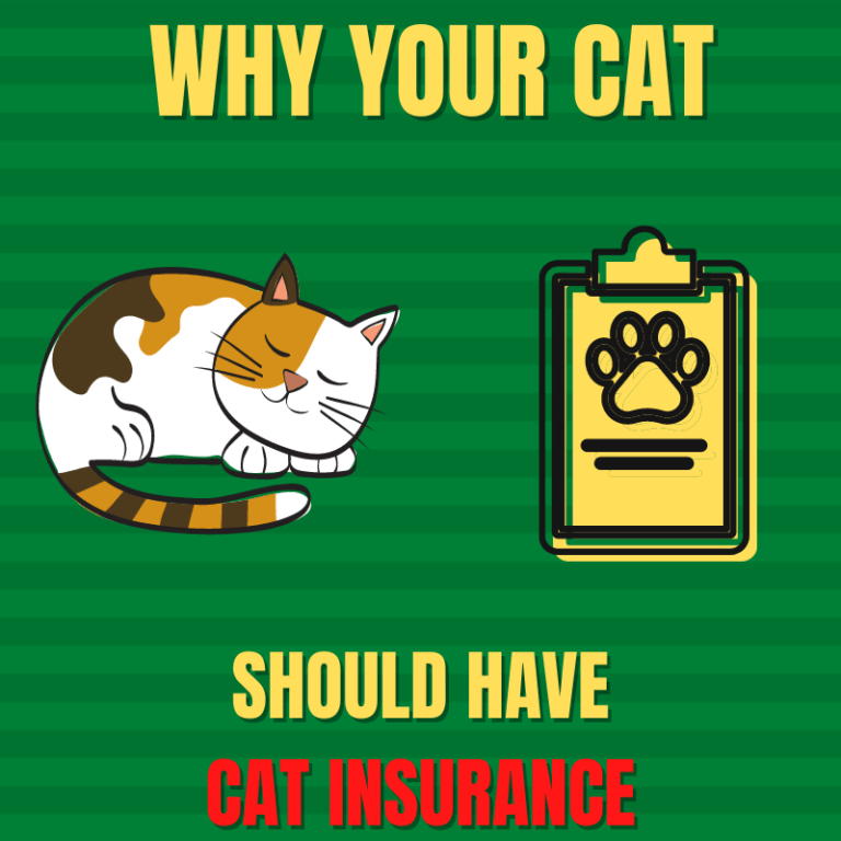 Why Your Cat Should Have Cat Insurance This Is a Reason