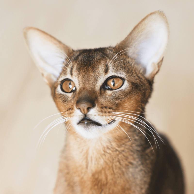 10 Most Popular Cat Breeds Which Don’t Shed