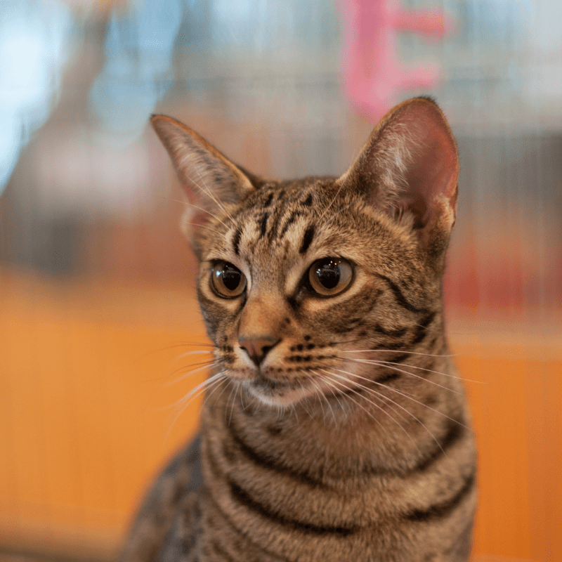 10 Most Popular Cat Breeds Which Don’t Shed