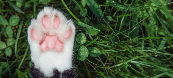 how much does it cost to declaw a cat