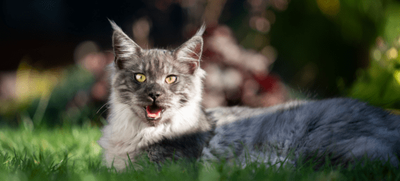 why do cats pant