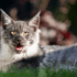 why do cats pant