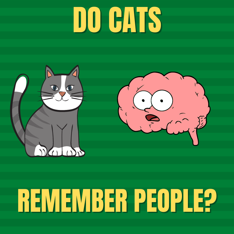 Do Cats Remember People