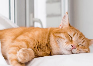 Why do cats sleep so much