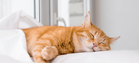 Why do cats sleep so much